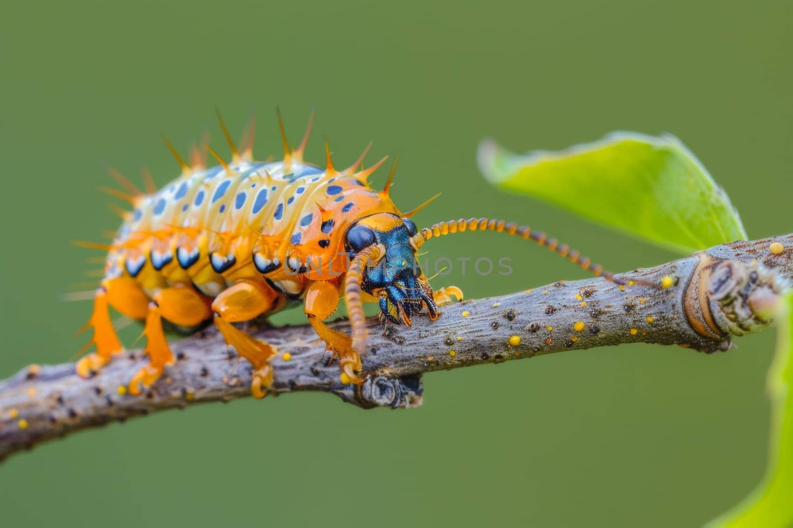 A detailed view of a caterpillar crawling along a tree branch. The caterpillars body is clearly visible, with its distinct coloration and multiple legs moving slowly across the branch.