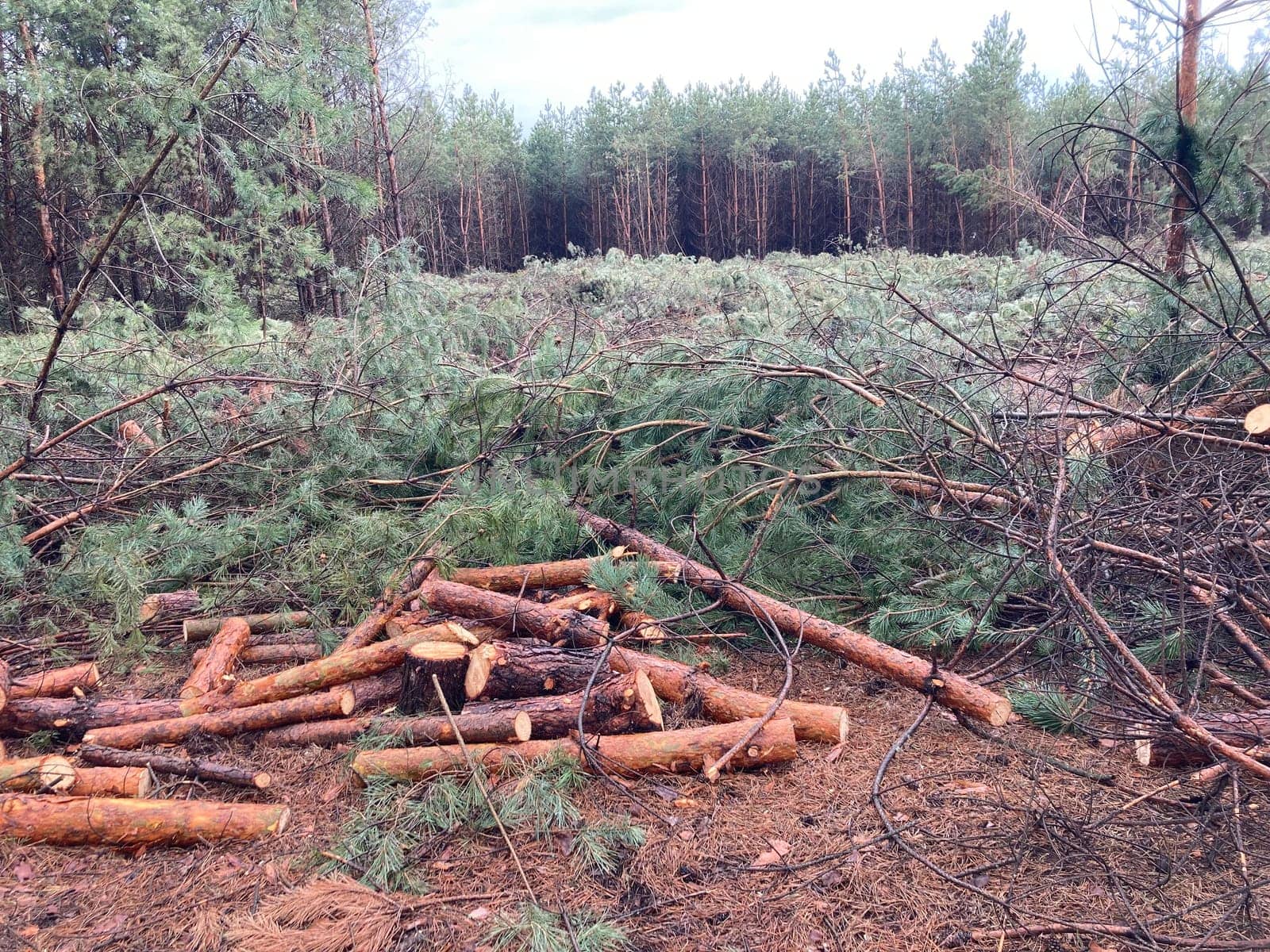 Foresters cutting down a young pine the forest
