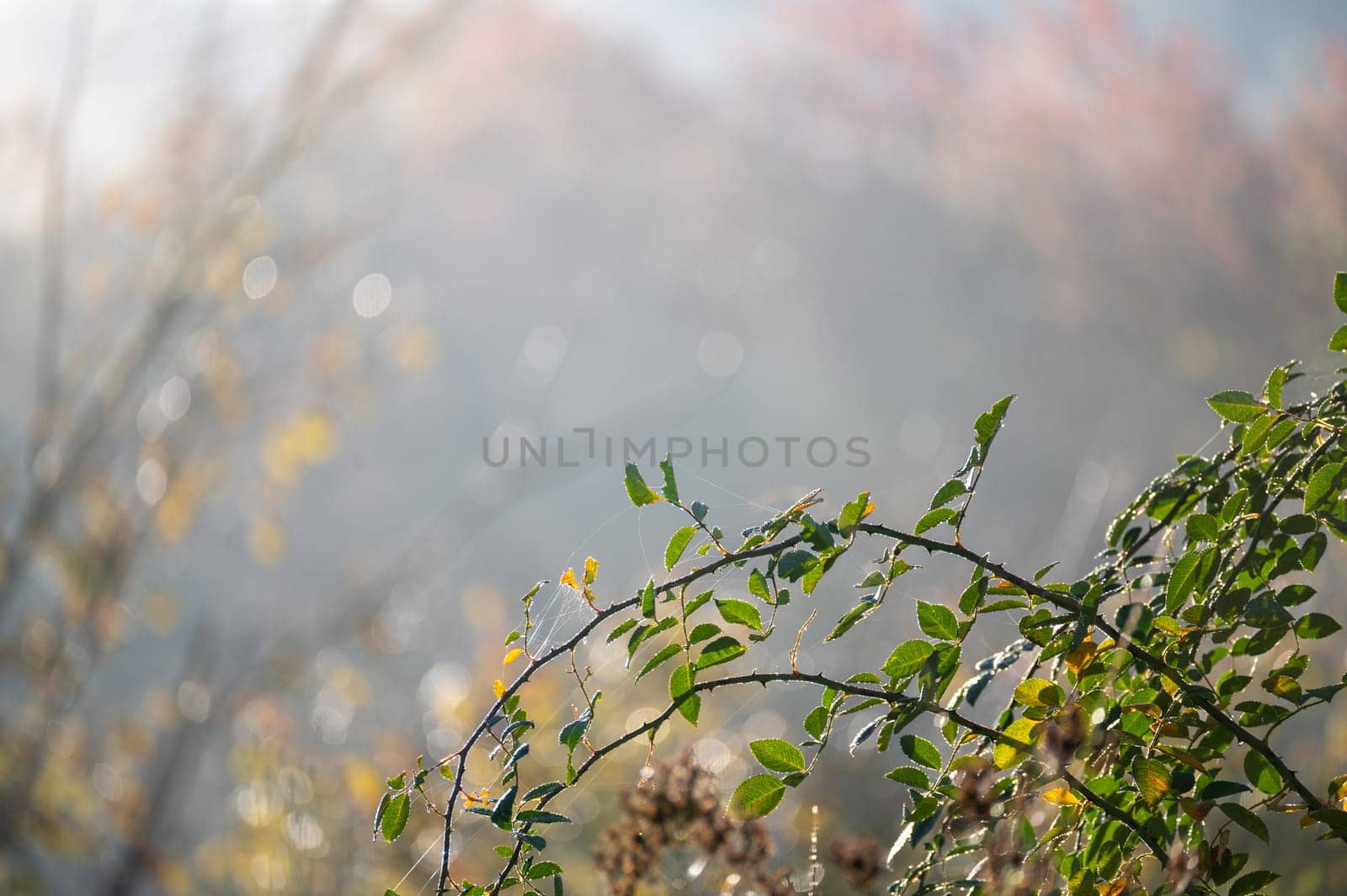 Green plants in the light of the morning sun in the nature