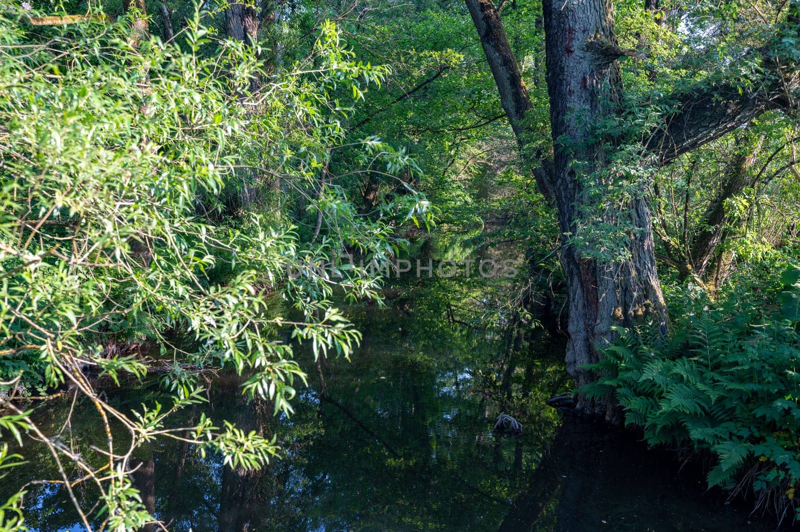 Bank of a stream in green nature