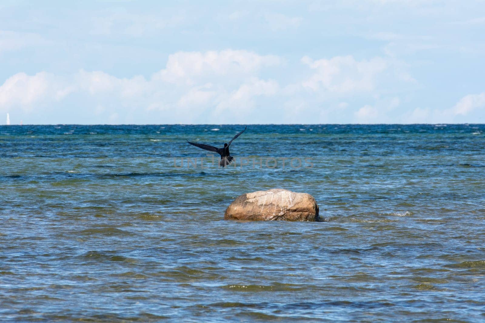 Cormorant bird ( Phalacrocoracidae ) flies on the Baltic Sea coast on the island of Poel near Timmendorf, Germany