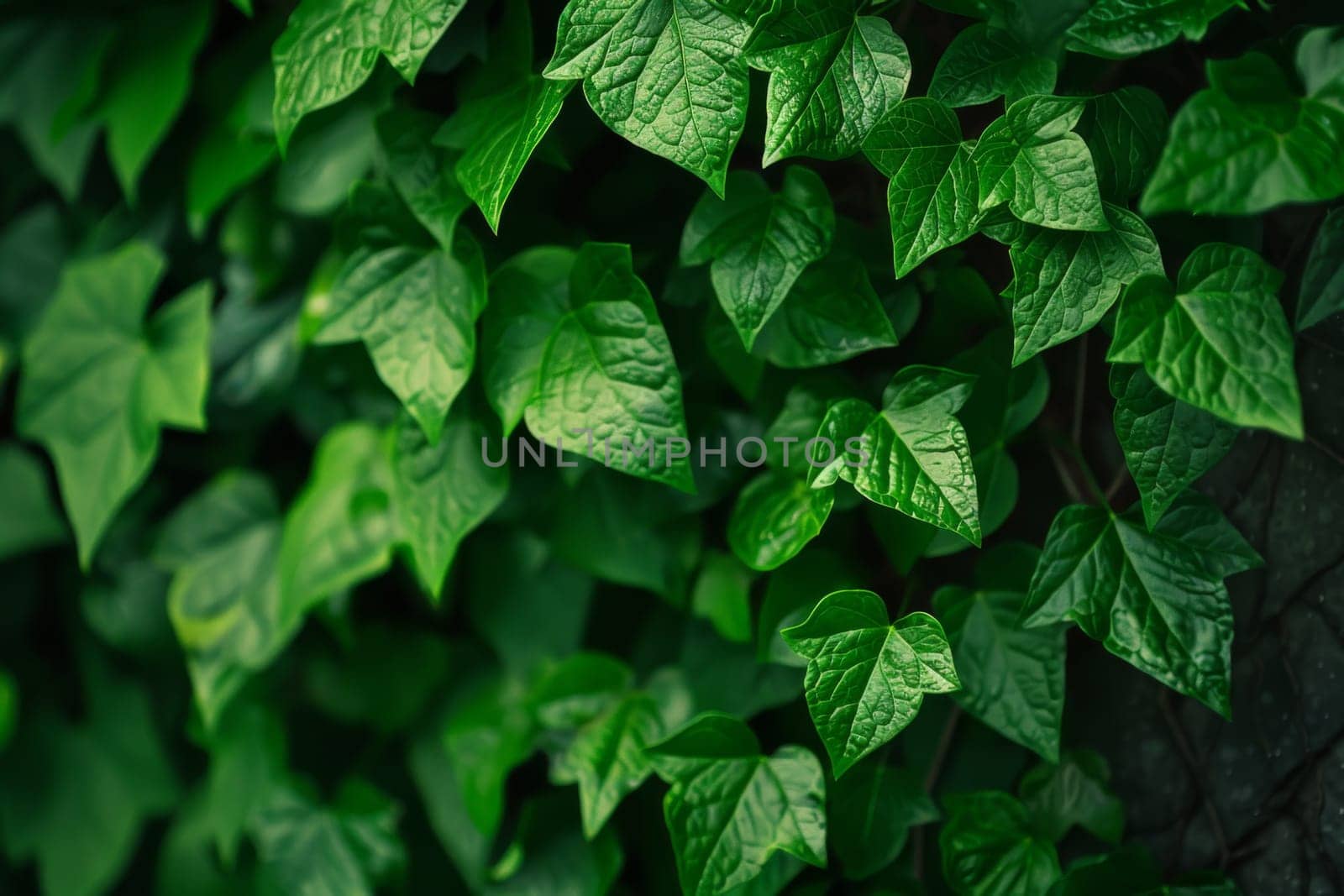 This close-up shot showcases the intricate details of a vibrant green leafy plant, capturing the delicate veins and textured surface. The sunlight creates a beautiful play of light and shadow on the leaf, emphasizing its natural beauty.