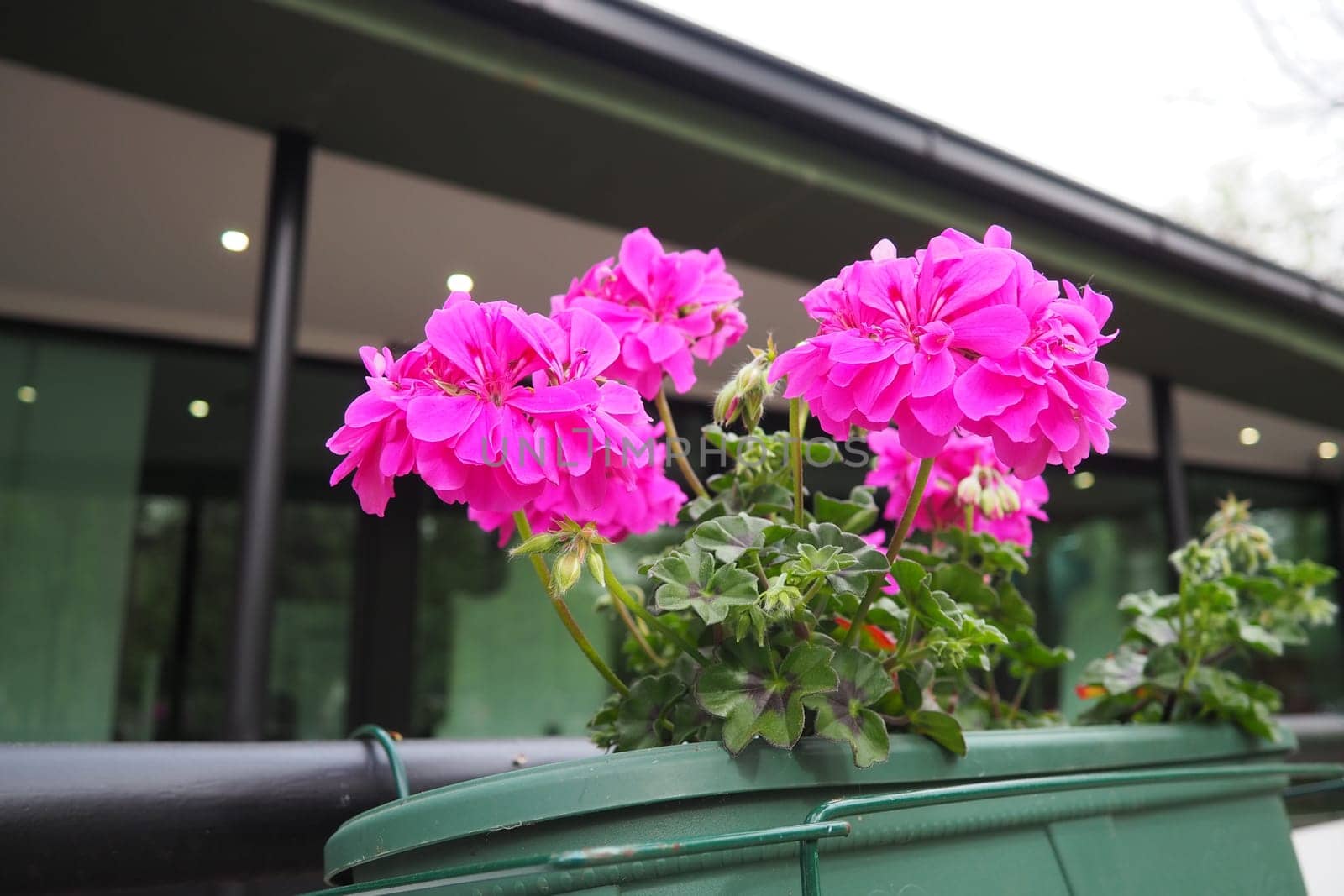 Magenta pink zonal geraniums in design. Pelargonium peltatum is species of pelargonium known by common names Pelargonium grandiflorum. Cranesbill or crane's-bill. Floriculture and horticulture.