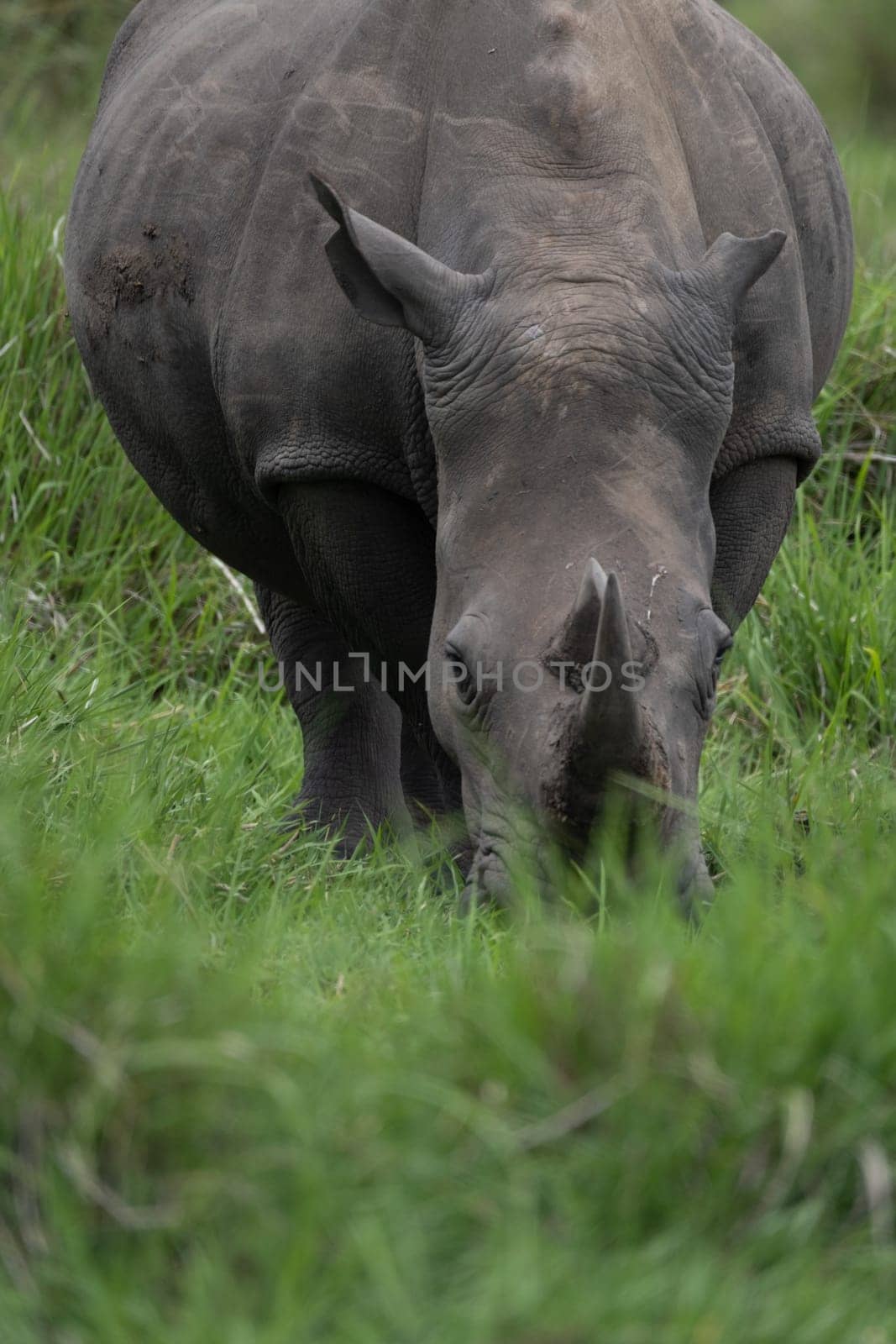 rhino in protected area in national park, Uganda