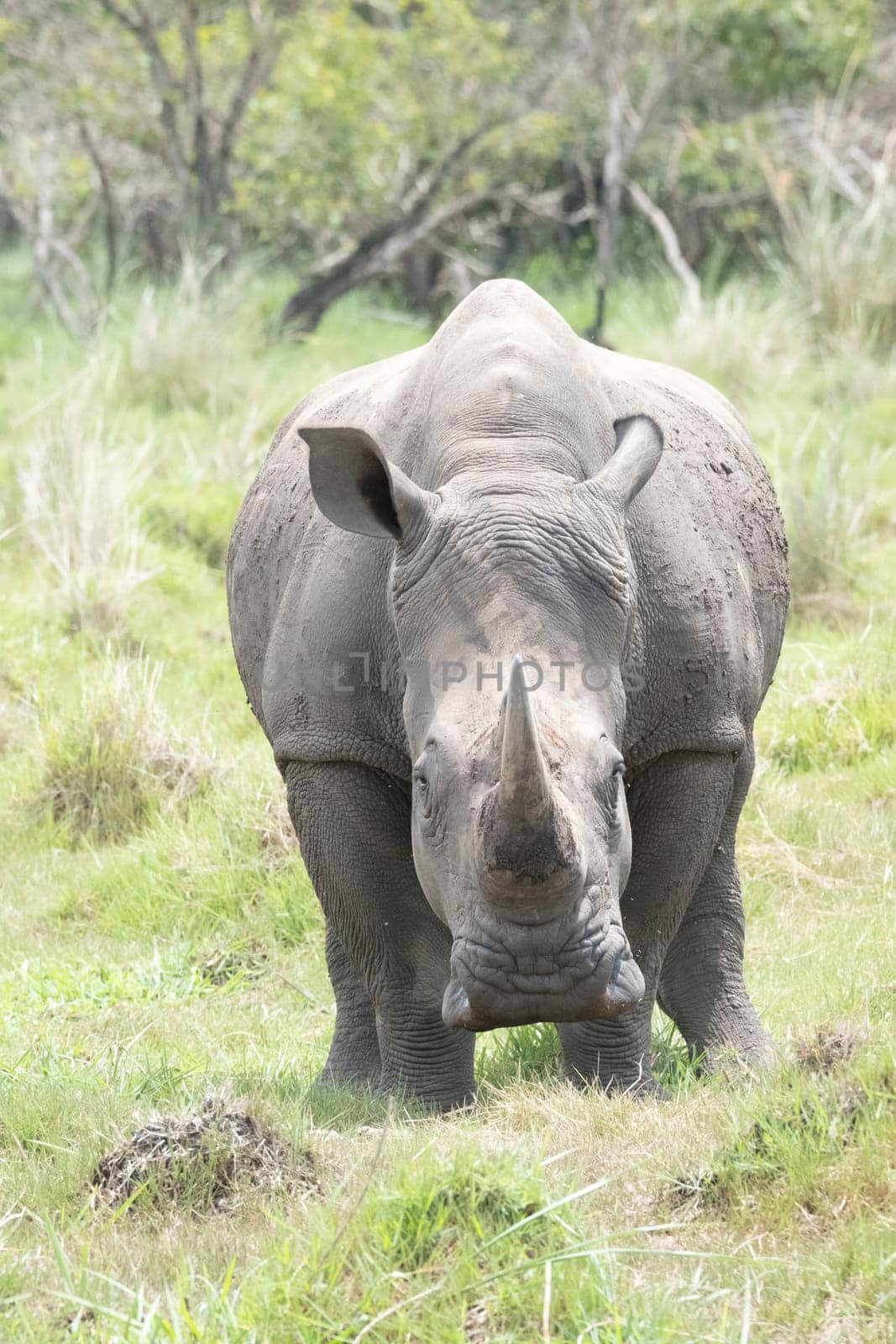 rhino in protected area in national park, Uganda