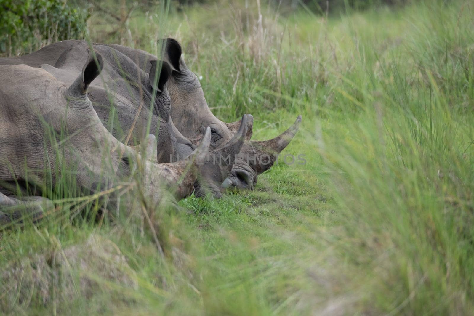 rhino in protected area in national park, Uganda