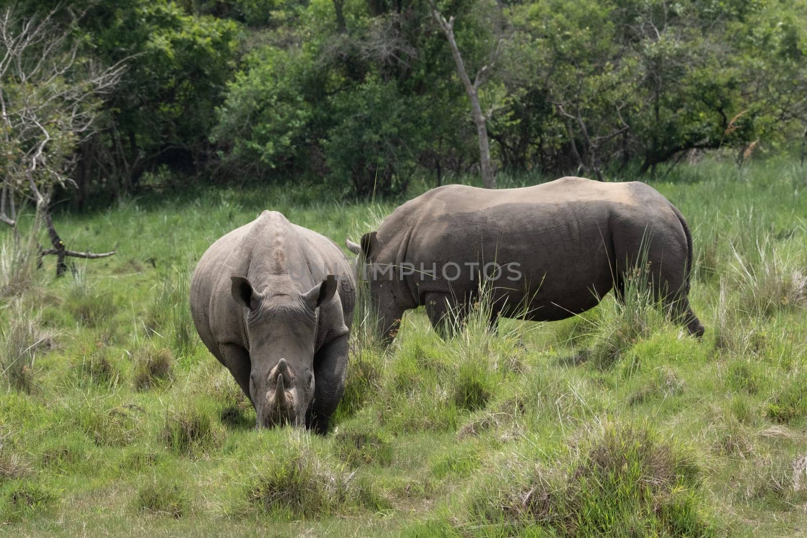 rhino in protected area in national park, Uganda