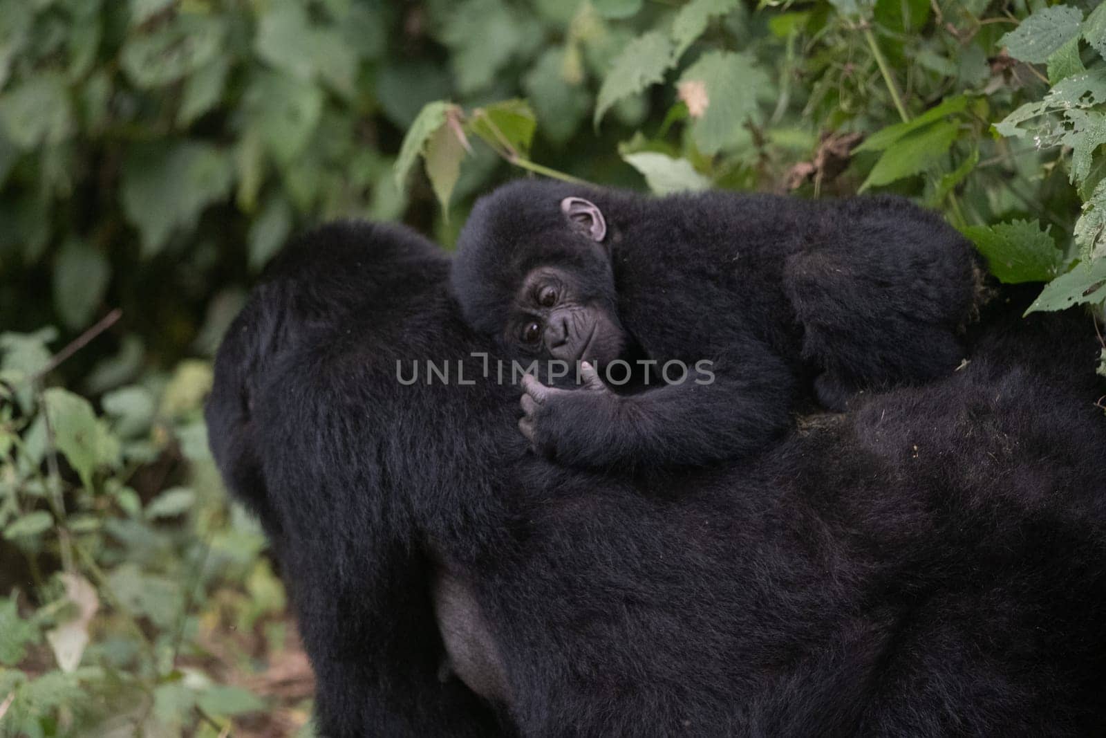 great silverback Mountain Gorilla, in the Bwindi National Park in Uganda.