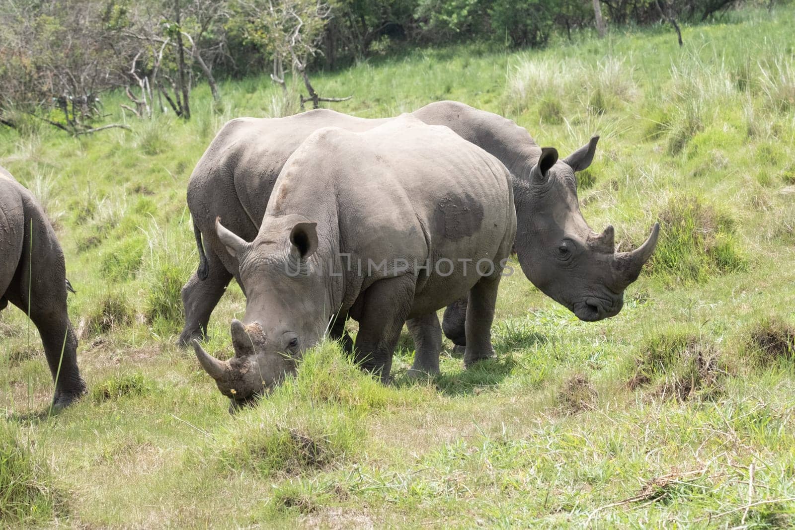 rhino in protected area in national park, Uganda