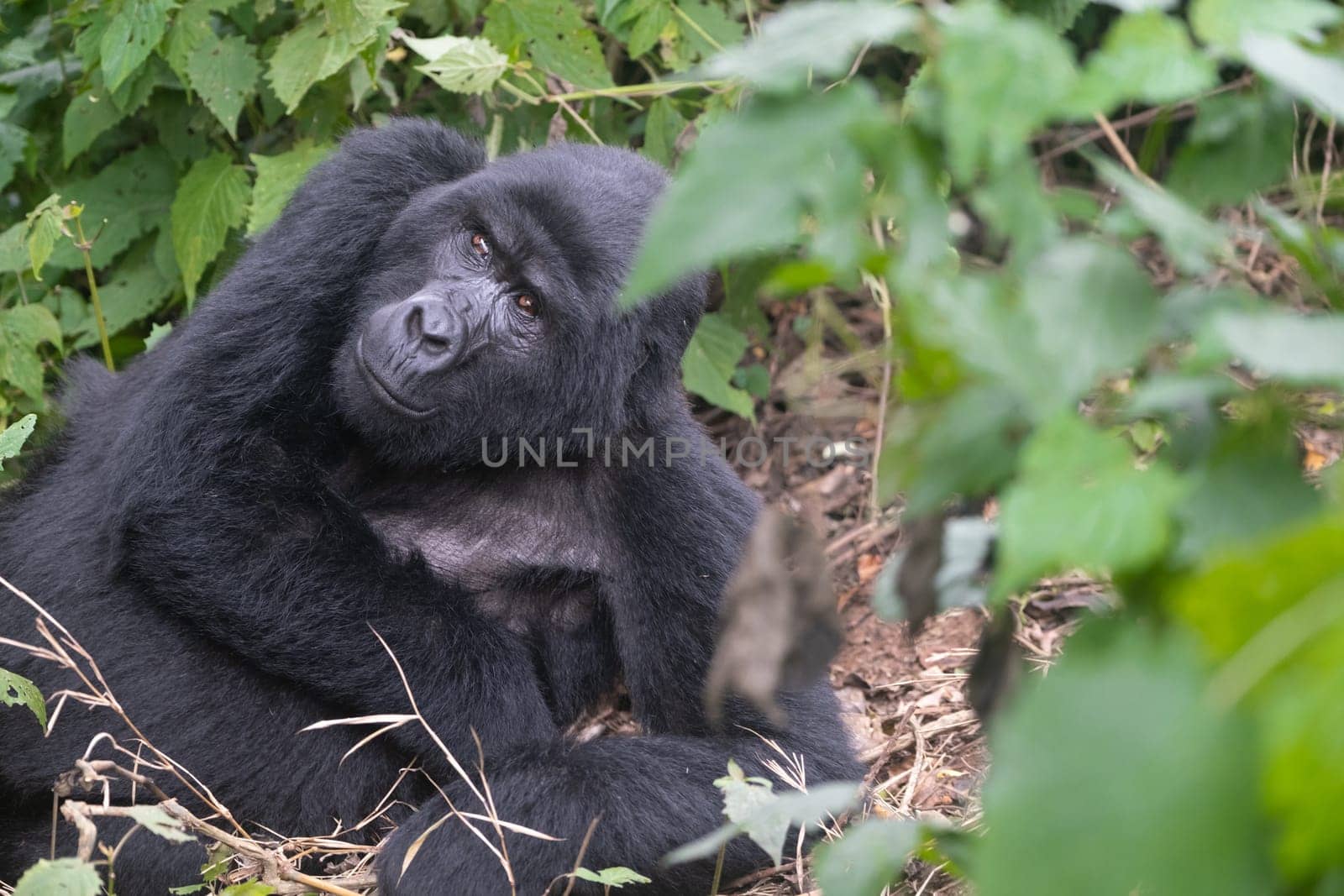 great silverback Mountain Gorilla, in the Bwindi National Park in Uganda.