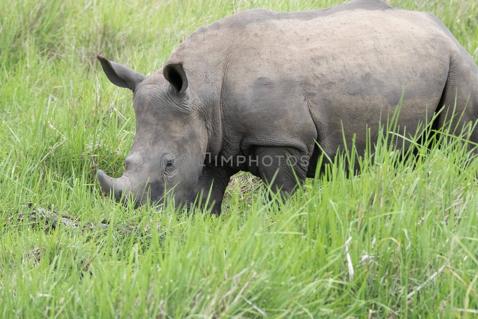 rhino in protected area in national park, Uganda