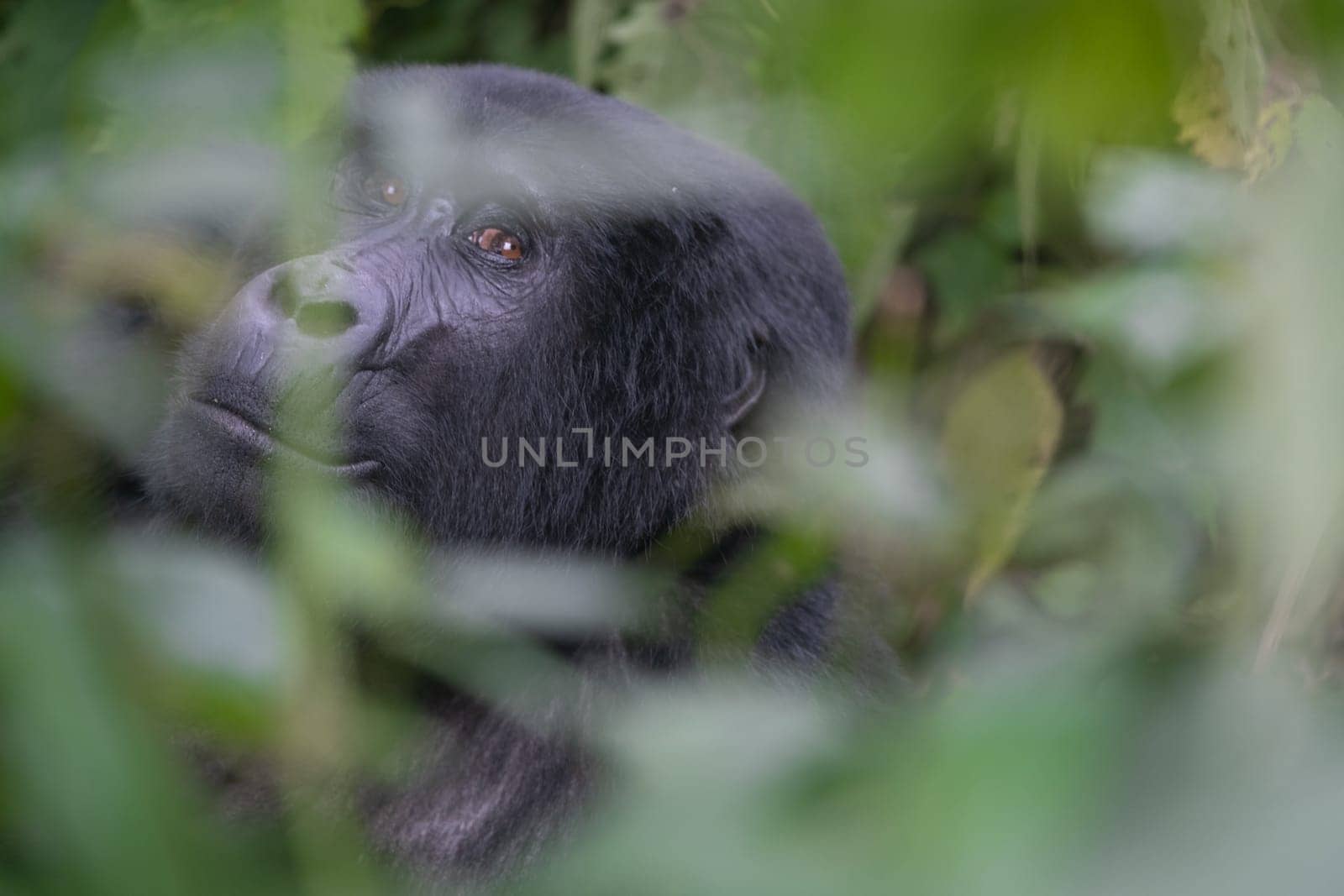 great silverback Mountain Gorilla, in the Bwindi National Park in Uganda.