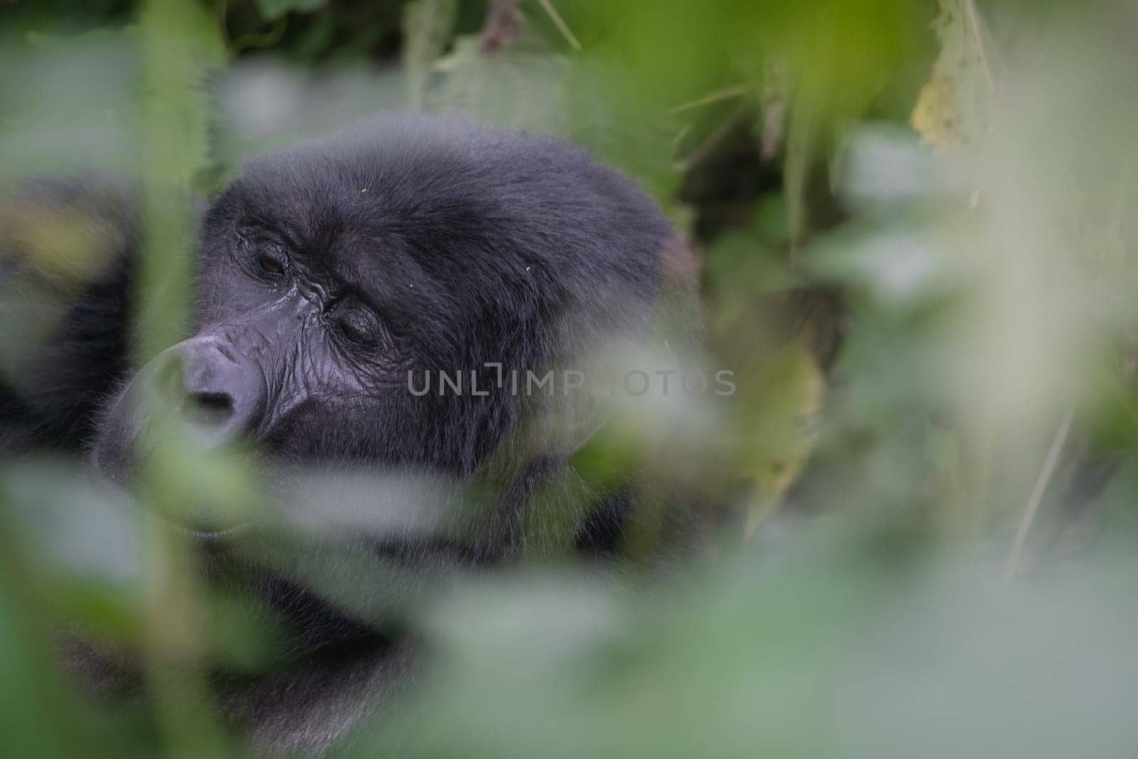great silverback Mountain Gorilla, in the Bwindi National Park in Uganda.