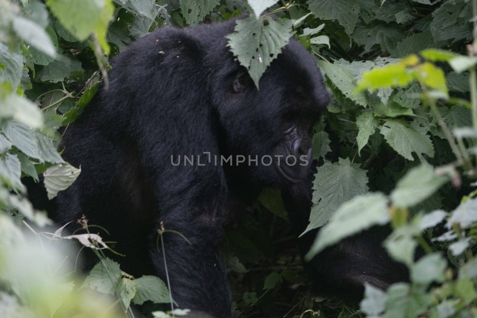great silverback Mountain Gorilla, in the Bwindi National Park in Uganda.