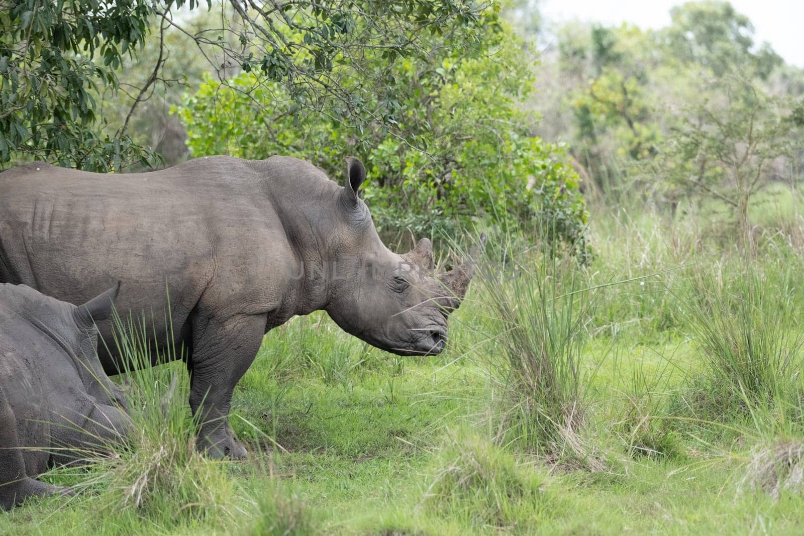 rhino in protected area in national park, Uganda