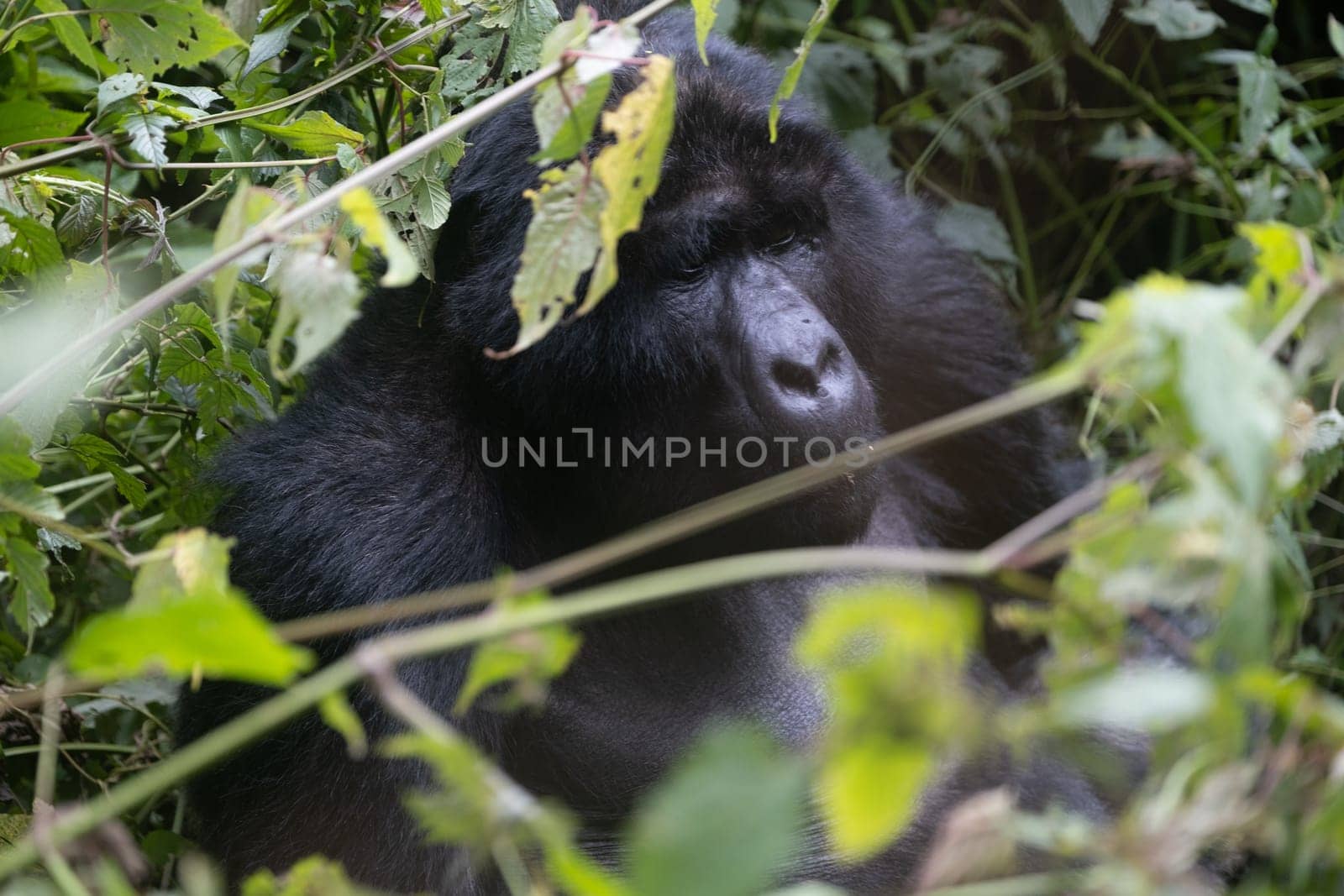 great silverback Mountain Gorilla, in the Bwindi National Park in Uganda.