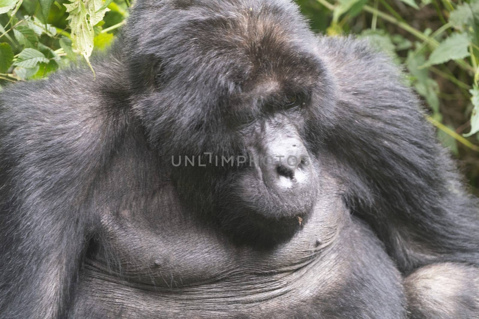 great silverback Mountain Gorilla, in the Bwindi National Park in Uganda.
