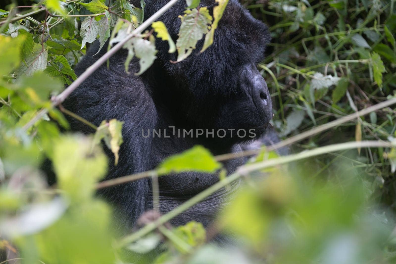 great silverback Mountain Gorilla, in the Bwindi National Park in Uganda.