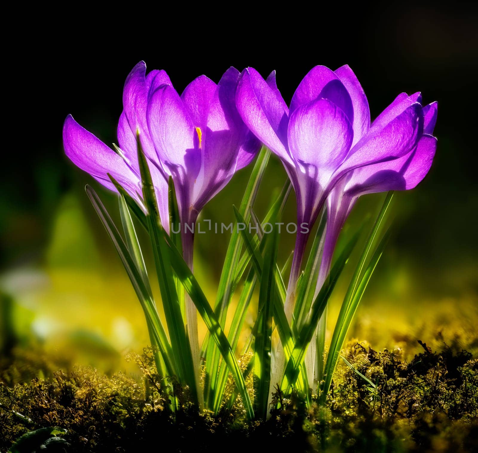 Macro of purple crocus flowers in the garden