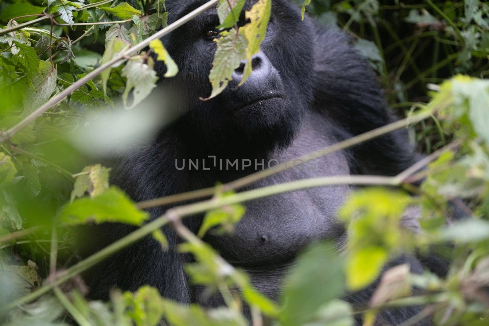 great silverback Mountain Gorilla, in the Bwindi National Park in Uganda.