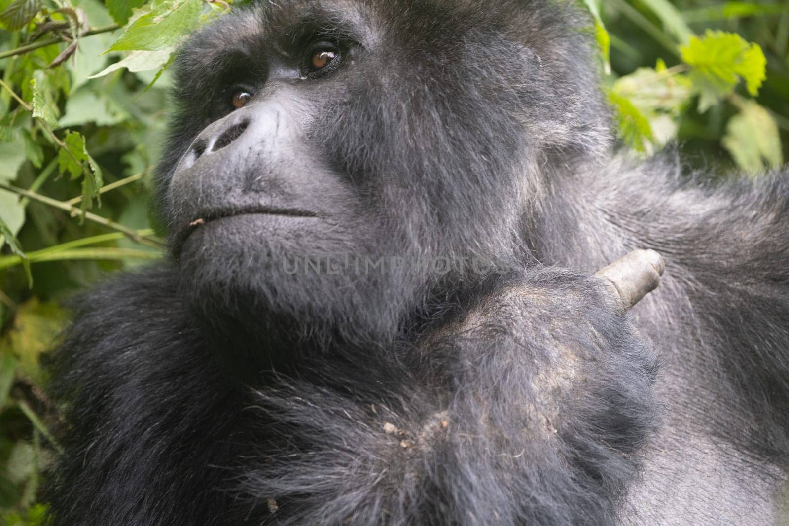 great silverback Mountain Gorilla, in the Bwindi National Park in Uganda.