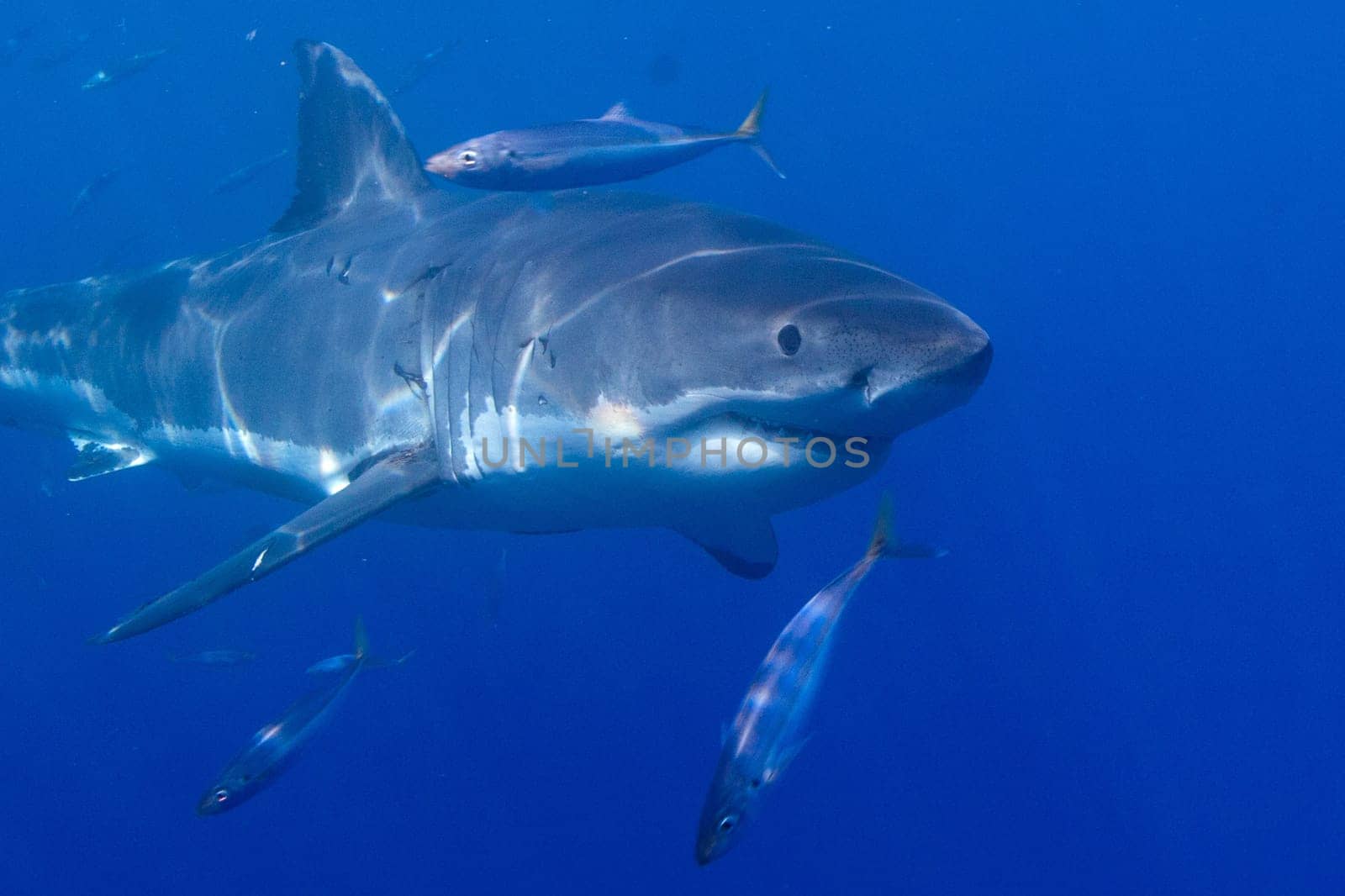 Great white shark in surface, Australia