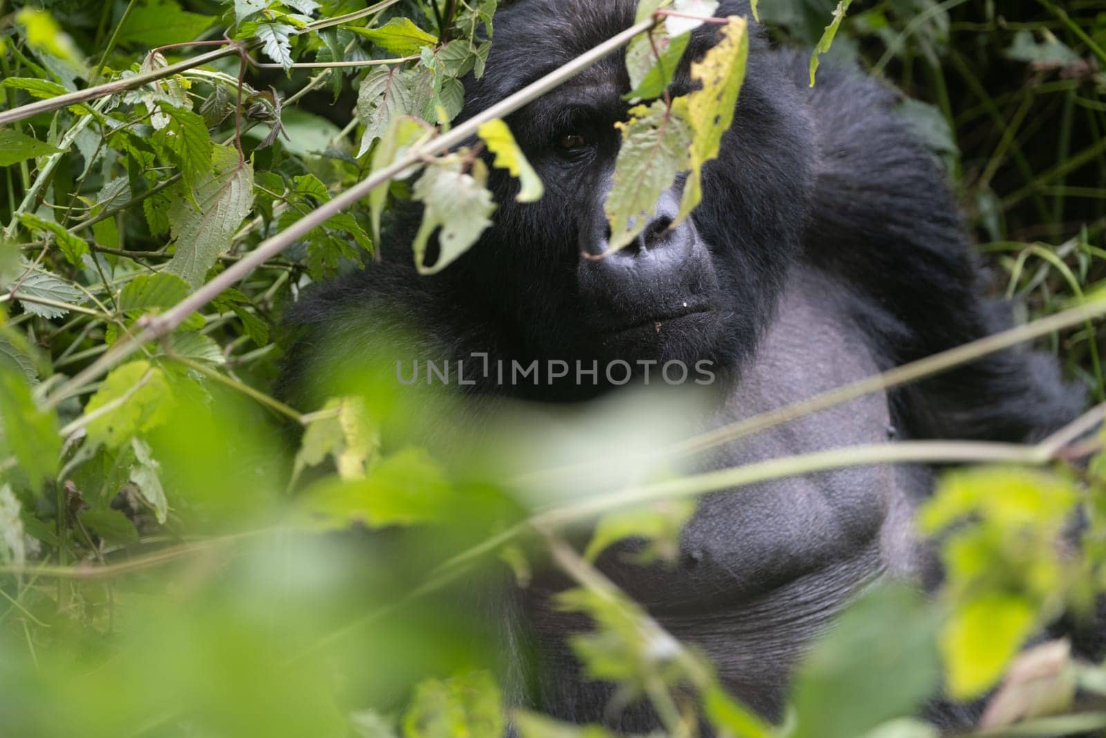 great silverback Mountain Gorilla, in the Bwindi National Park in Uganda.
