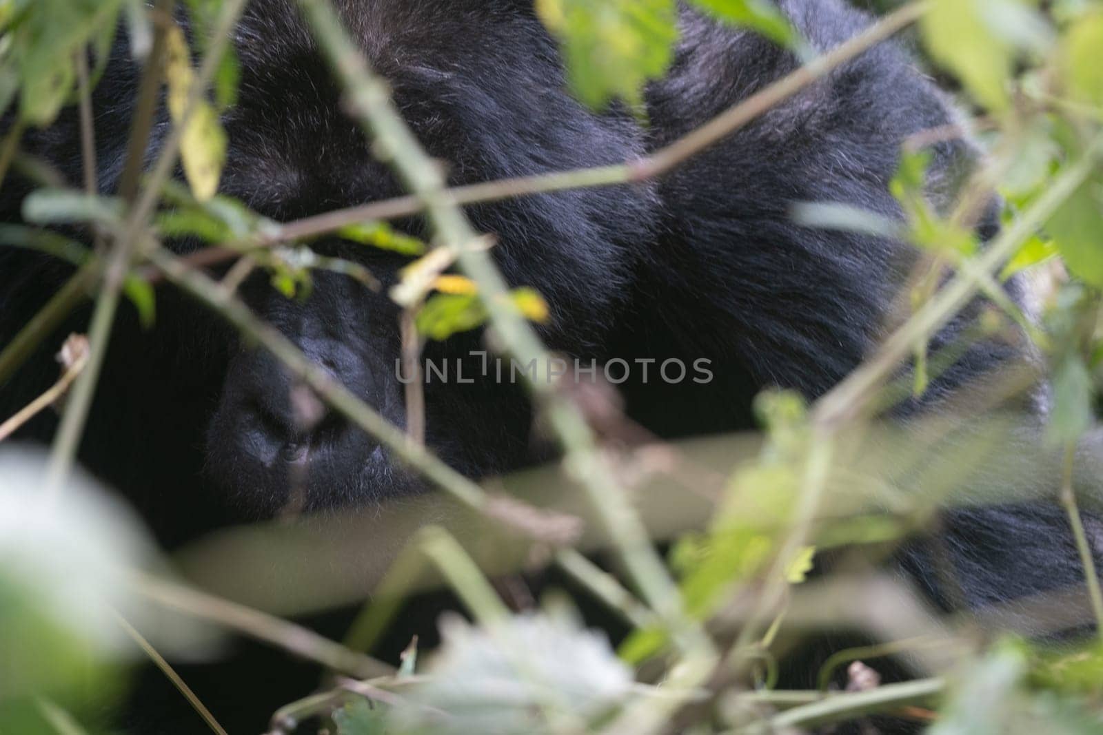 great silverback Mountain Gorilla, in the Bwindi National Park in Uganda.