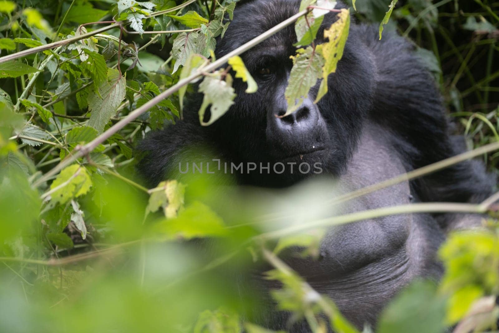 great silverback Mountain Gorilla, in the Bwindi National Park in Uganda.
