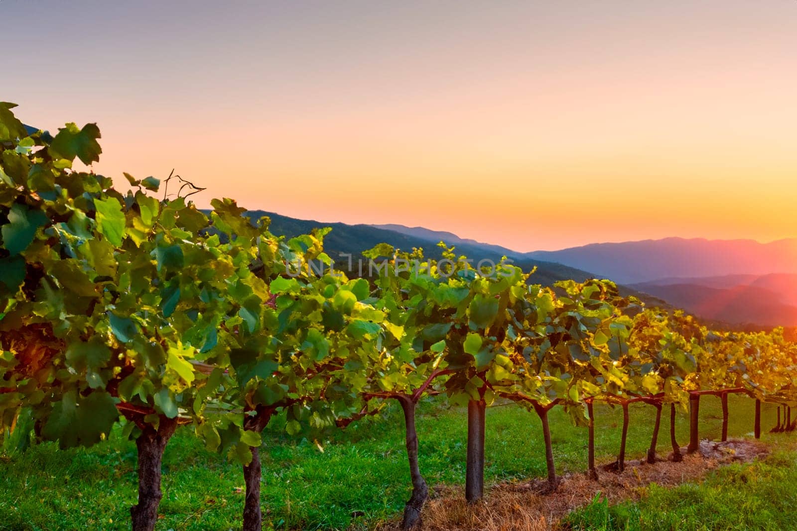 Row of vine bushes at winery in the evening with sunset background.