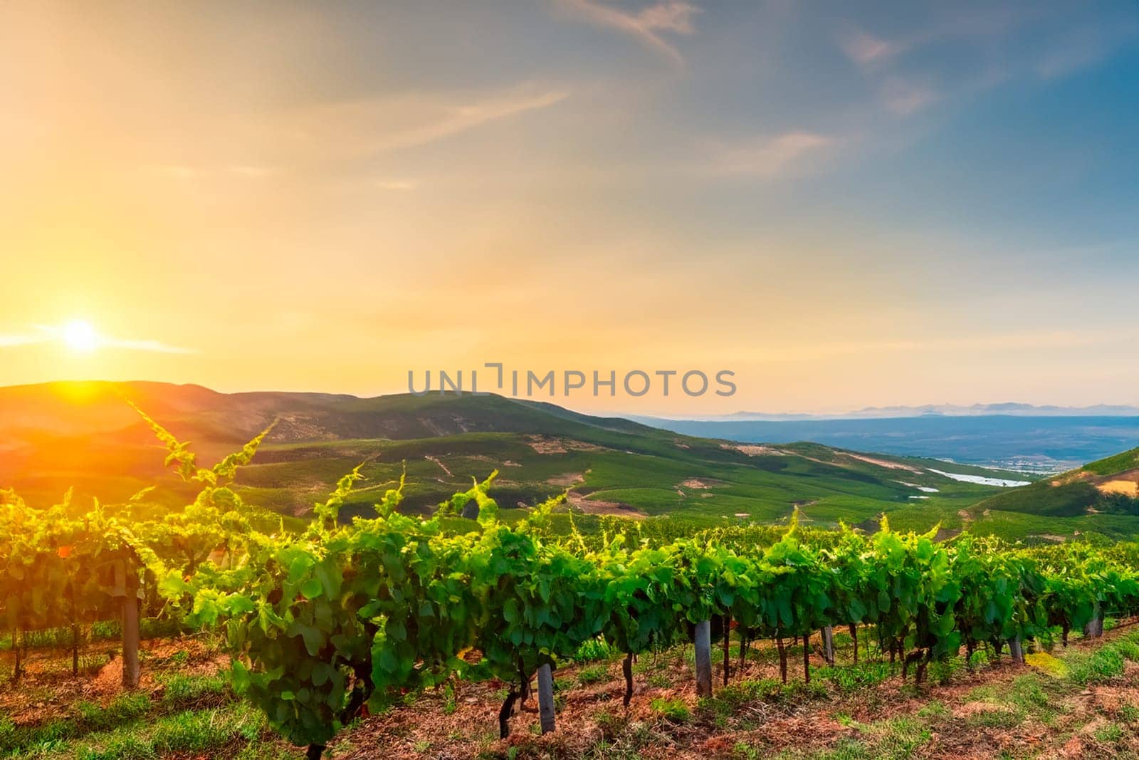Rows of green vine bushes in a vineyard among the hills at sunset.
