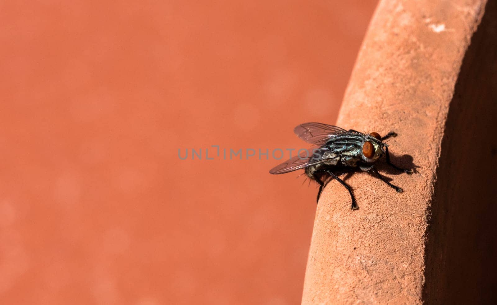 macro shot of a fly on a brown backround