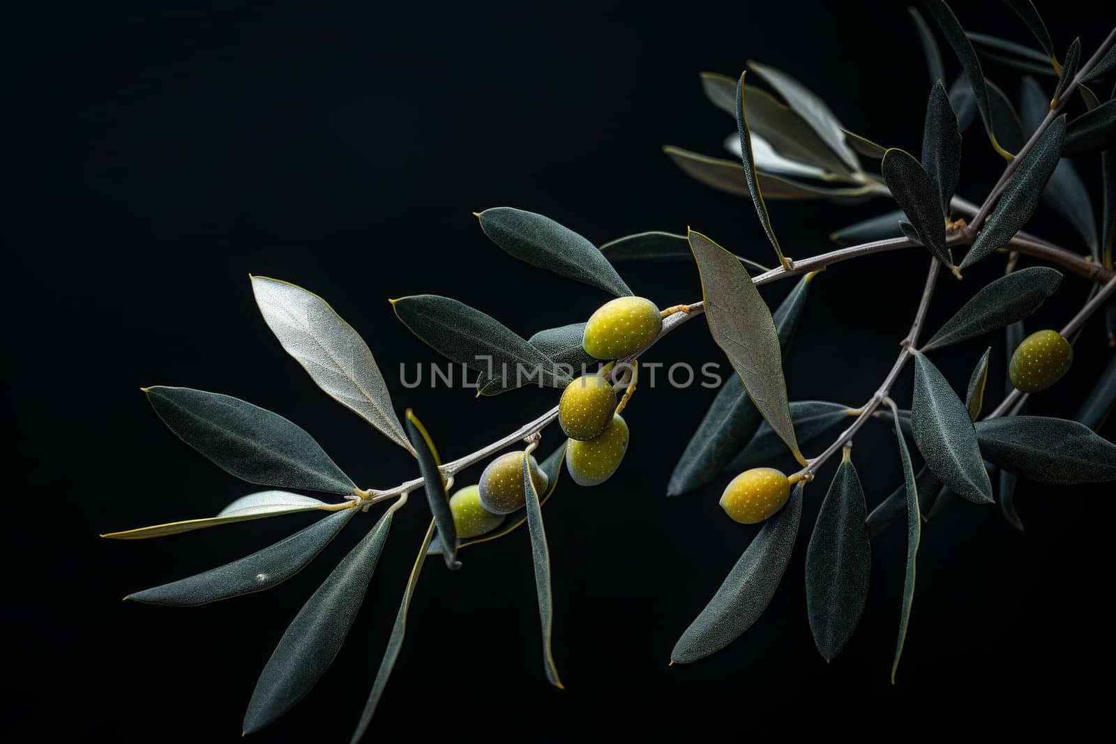 A branch adorned with ripe olives and vibrant leaves, set against a dramatic black backdrop.