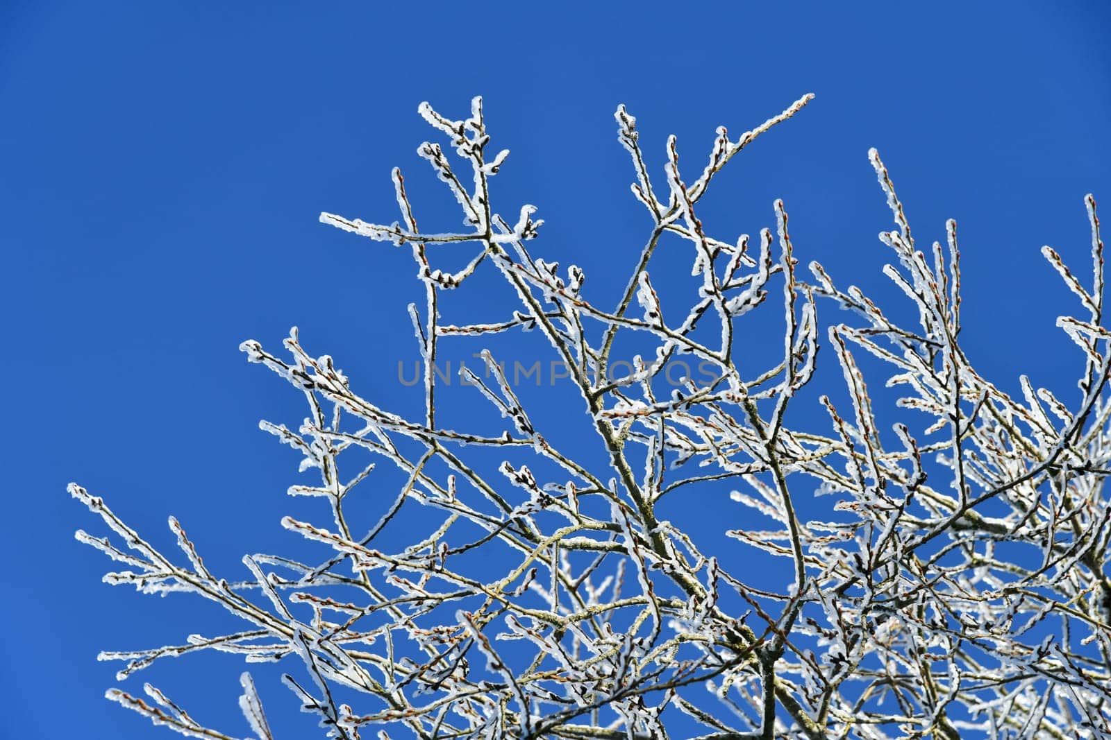 snow-covered branch in beautiful winter weather