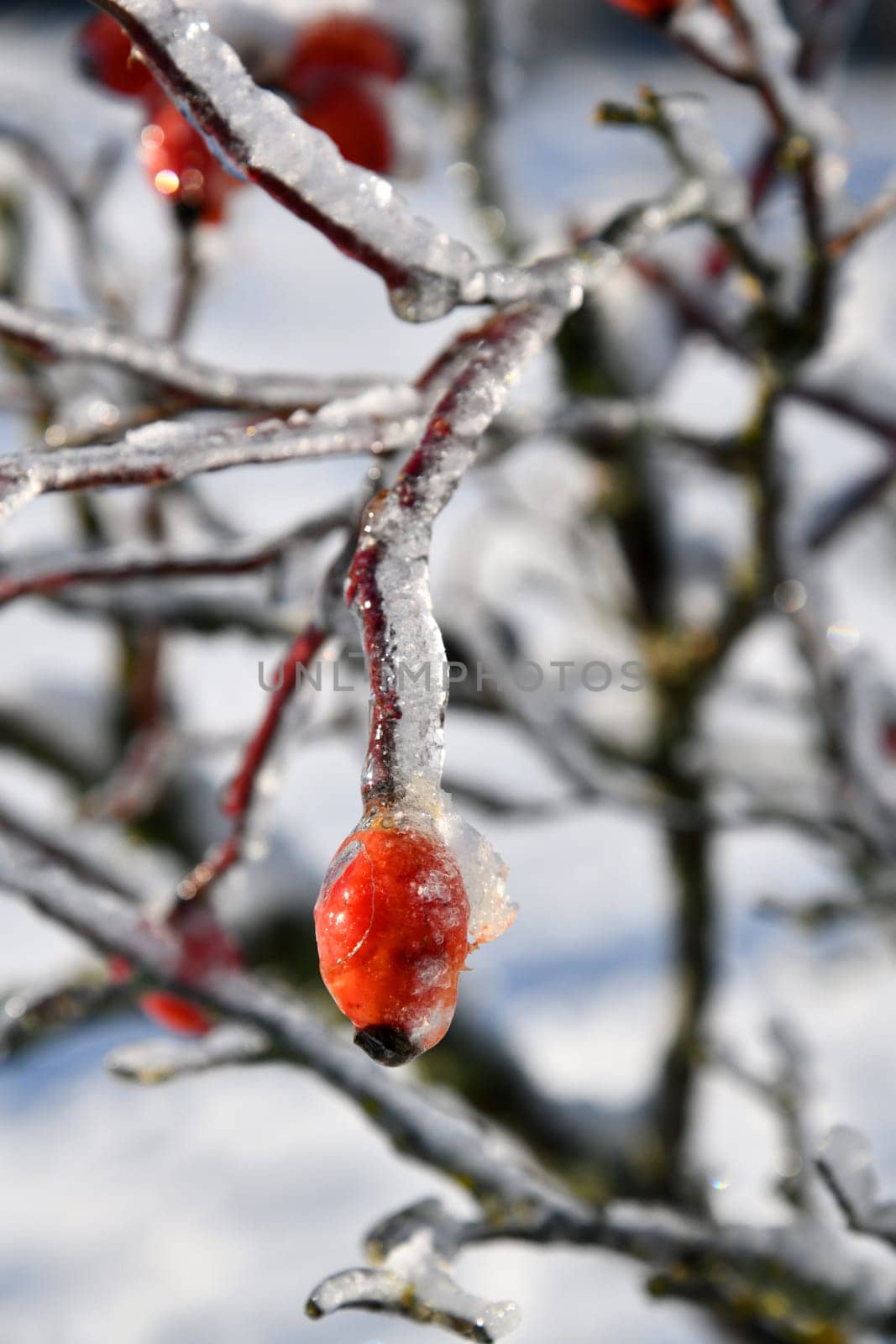 frozen rose hips glitter in the sunlight