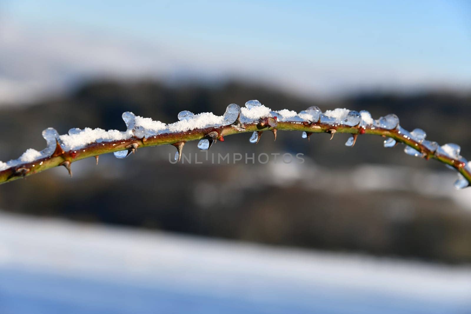 snow-covered branch in beautiful winter weather