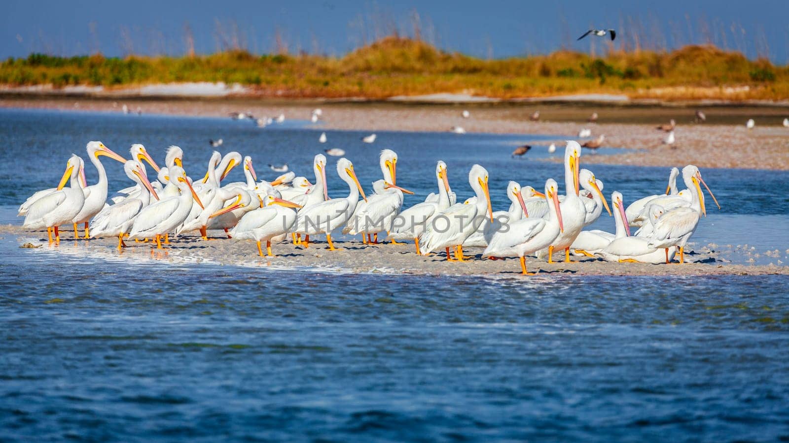 A group of pelicans by the beach in Fort DeSoto County Park in St. Petersburg, Florida.