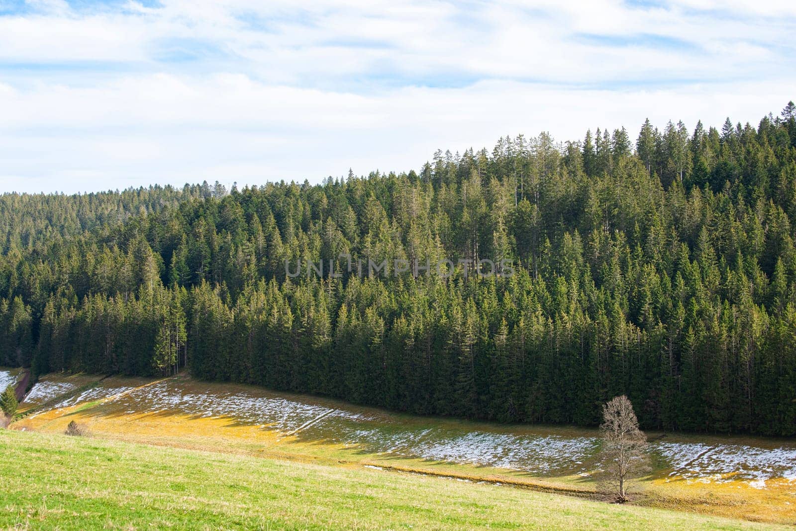 Black forest with conifer trees, landscape in Germany, snow in the spring, travel destination