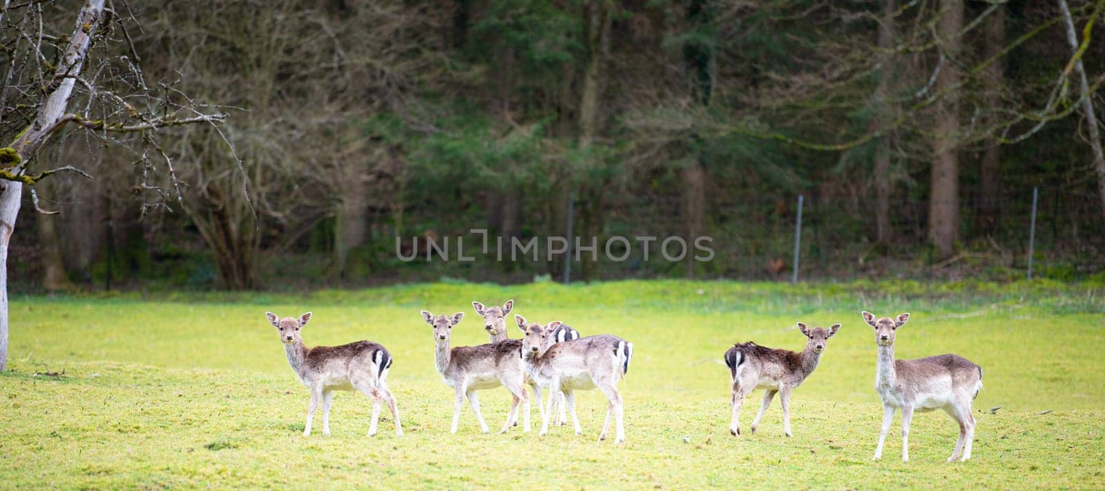 Red deer stag with antlers in spring, black forest in Germany, wildlife in the woodland