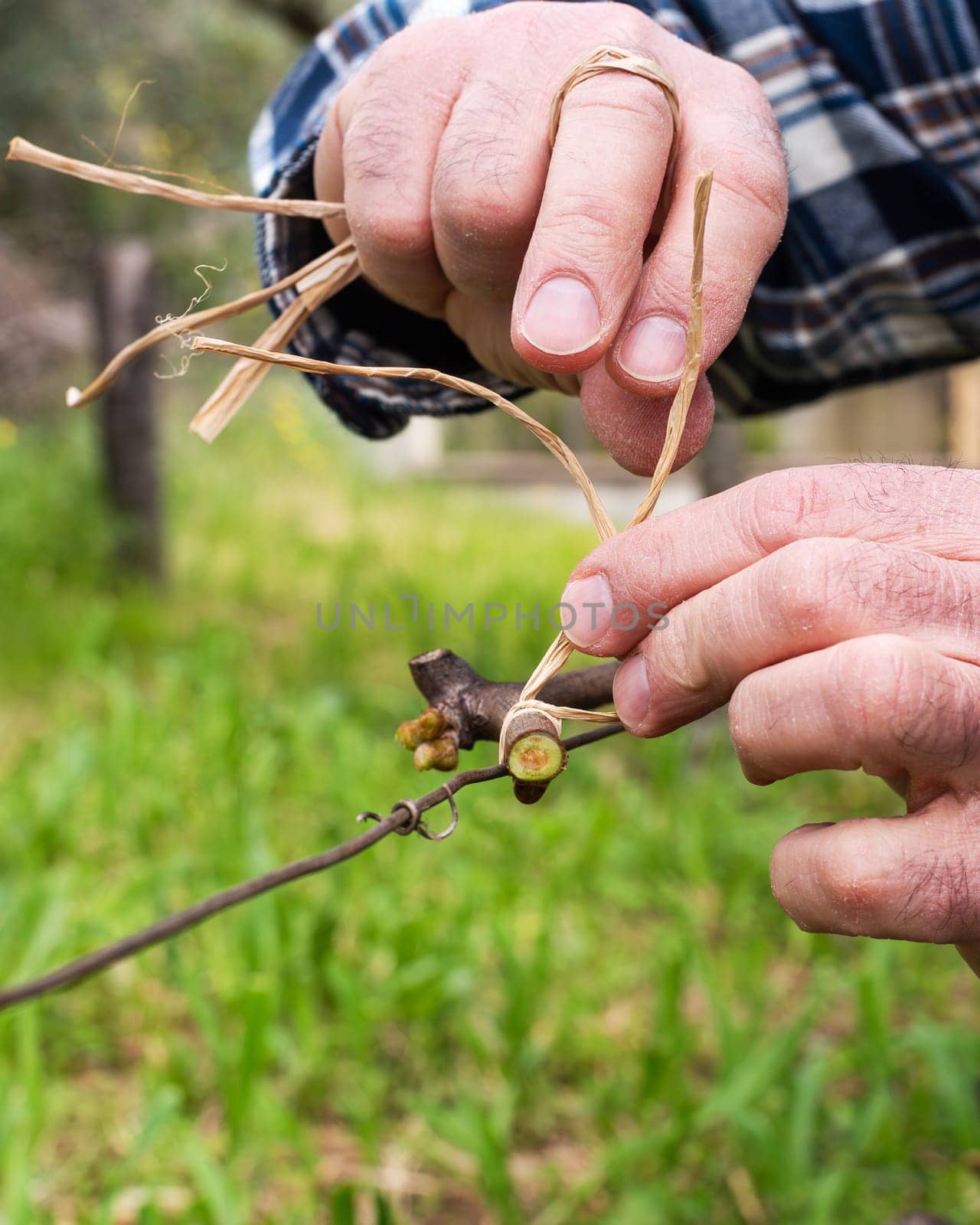 The ligature. Winemaker ties the new shoot to the wire after pruning with vegetable raffia. Traditional agriculture. Winter pruning, Guyot method.