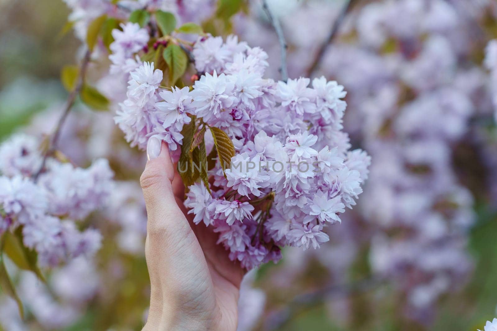 A bunch of blooming Japanese cherry blossoms prunus kanzan in the hands of a woman in spring in the garden.