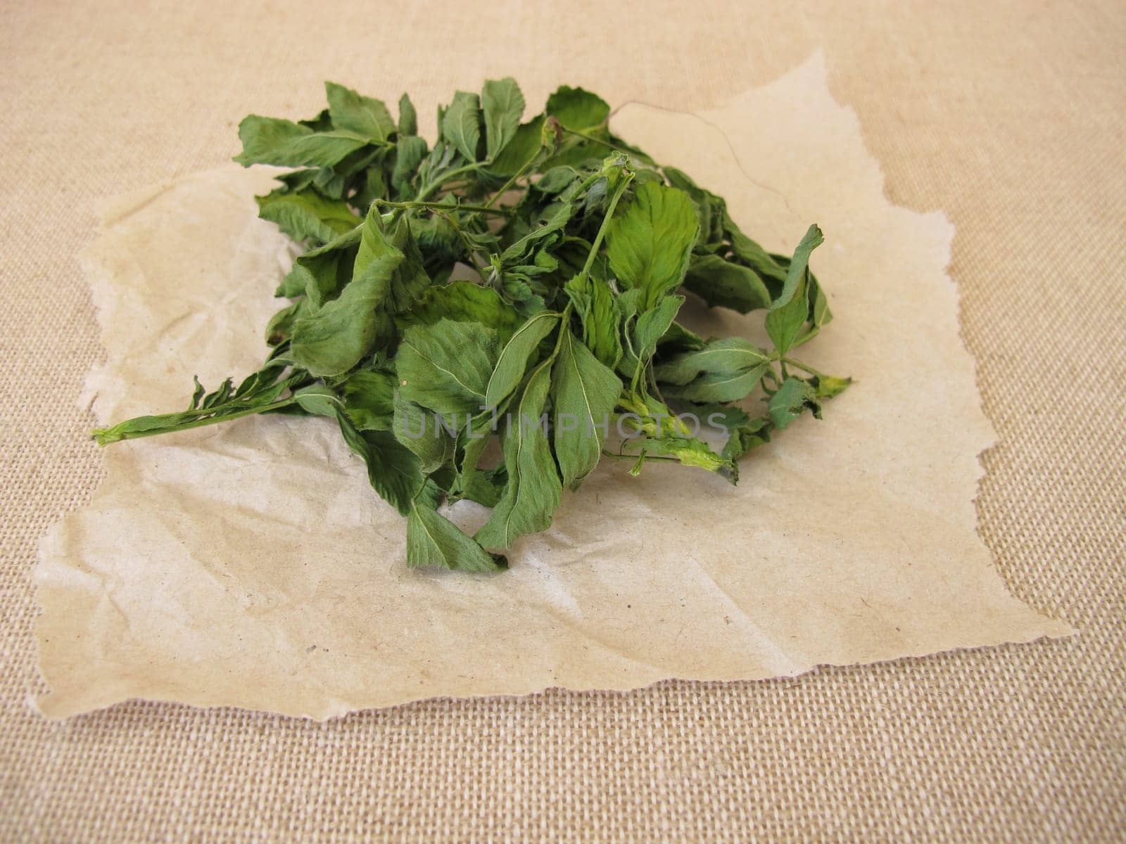 Dried alfalfa, lucern leaves on paper