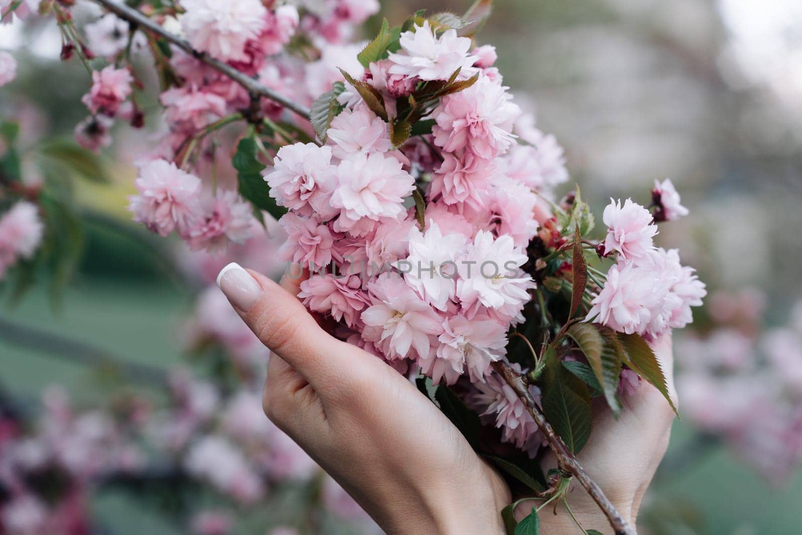 Cherry blossoms: walking in spring garden, woman hands close-up on flower.