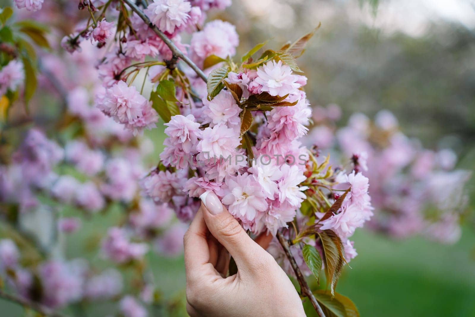 Woman touching the flowers of pink Japanese cherry prunus kanzan with her fingers in a blooming garden in spring in April.