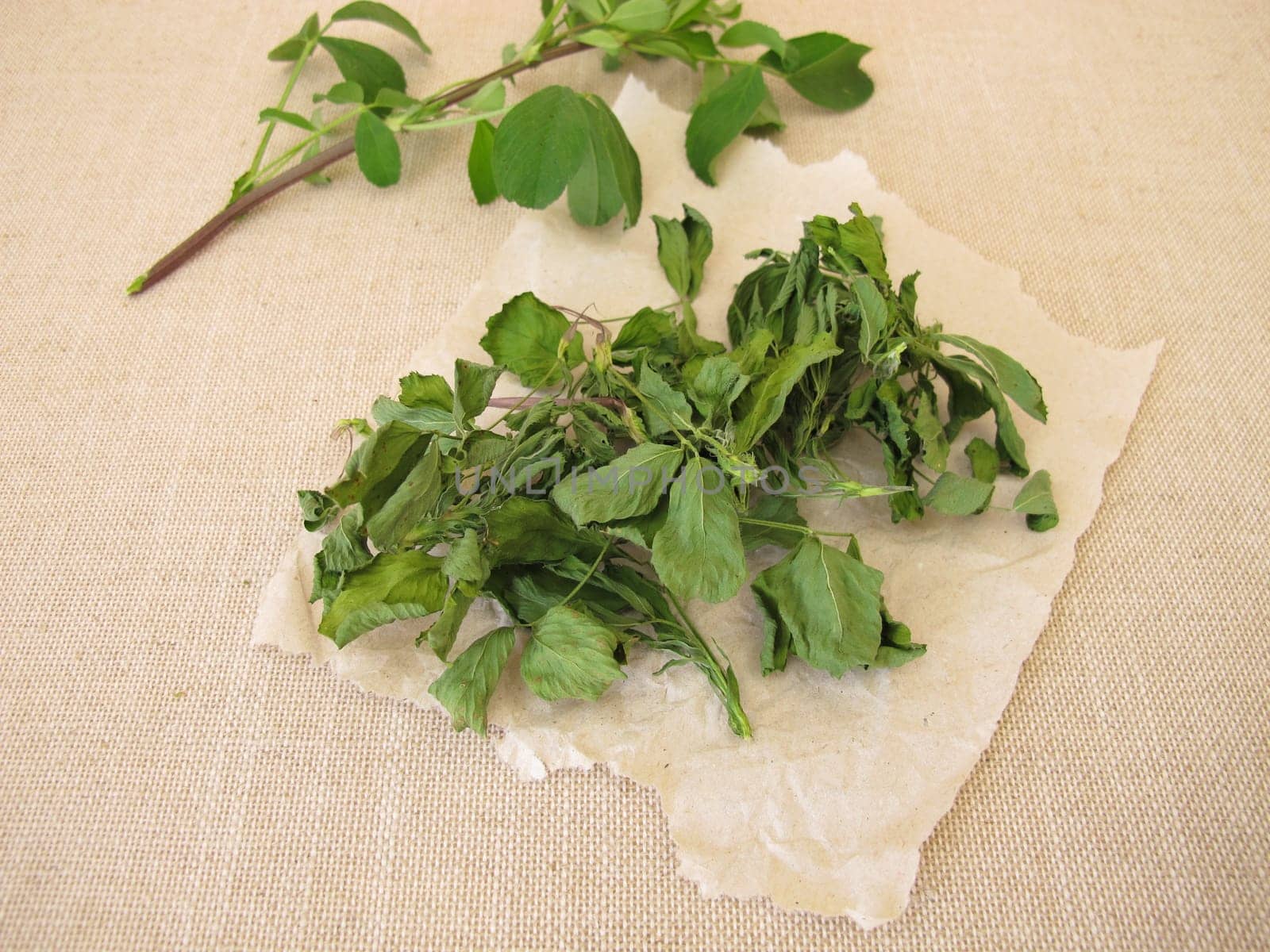 Dried alfalfa, lucern leaves on paper