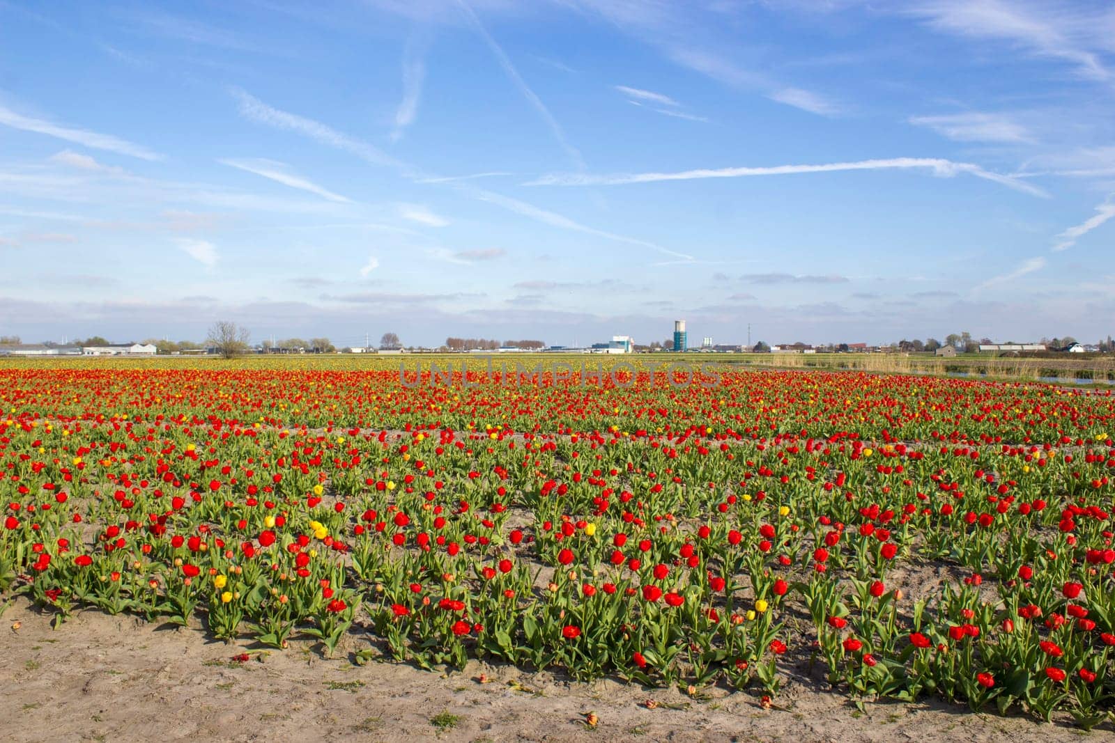 tulip field in the Netherlands - red and yellow tulips