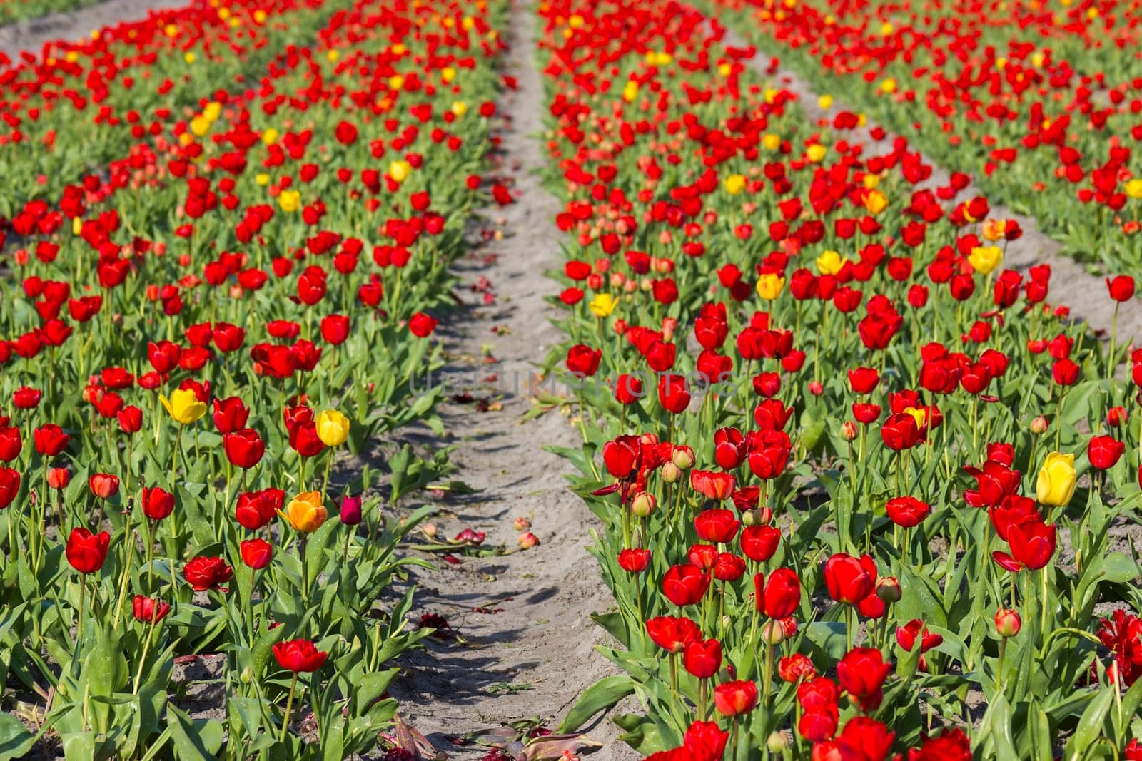 tulip field in the Netherlands - red and yellow tulips