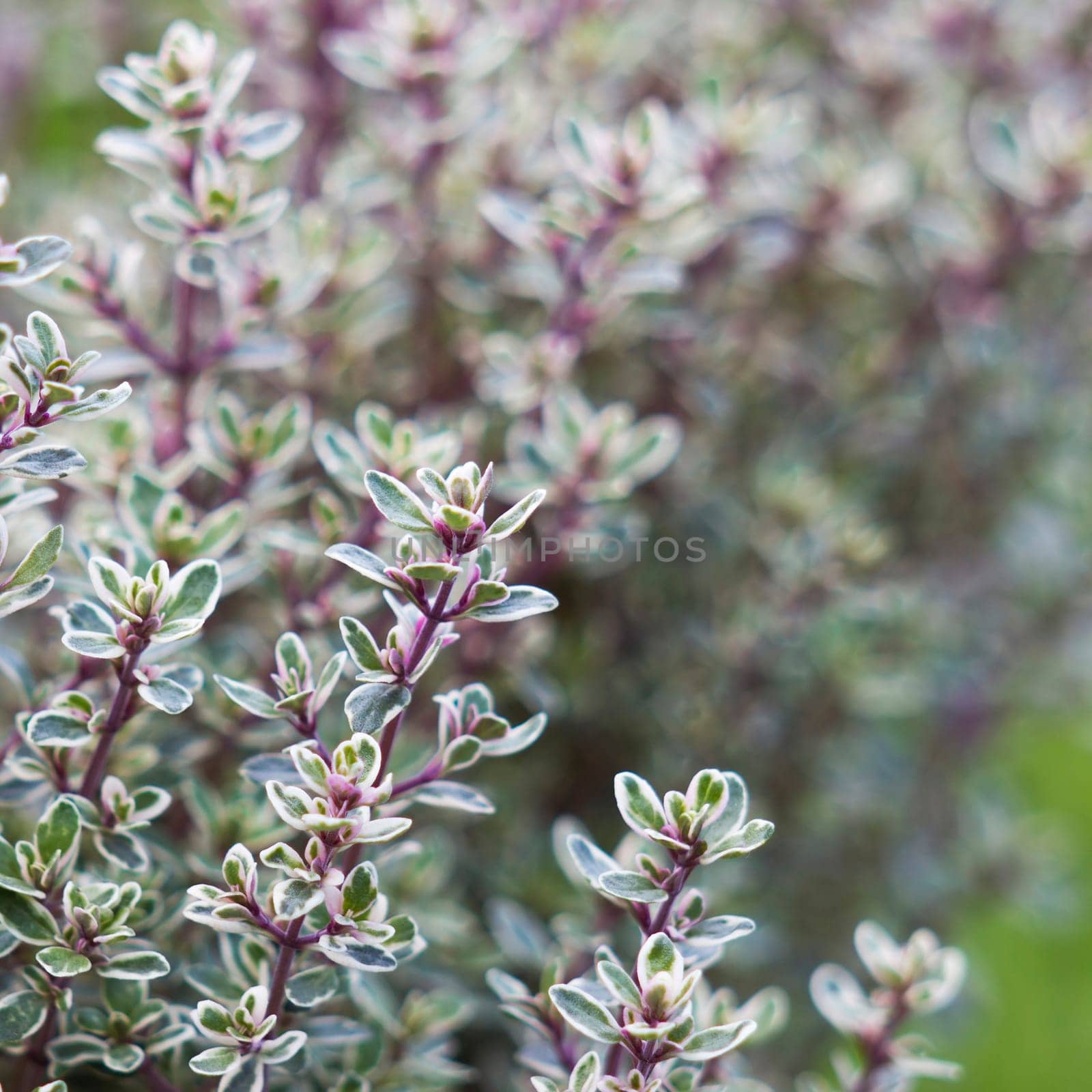 fresh thyme in the garden - close up