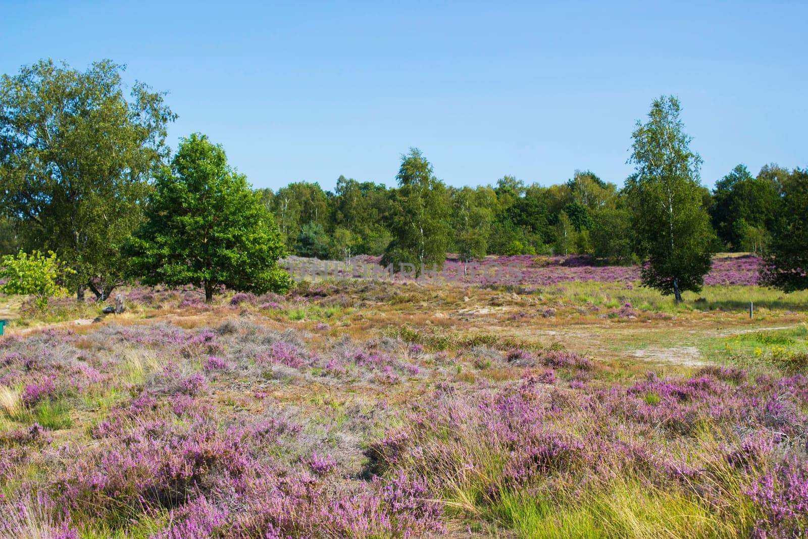Heathland in National Park Maasduinen in the Netherlands