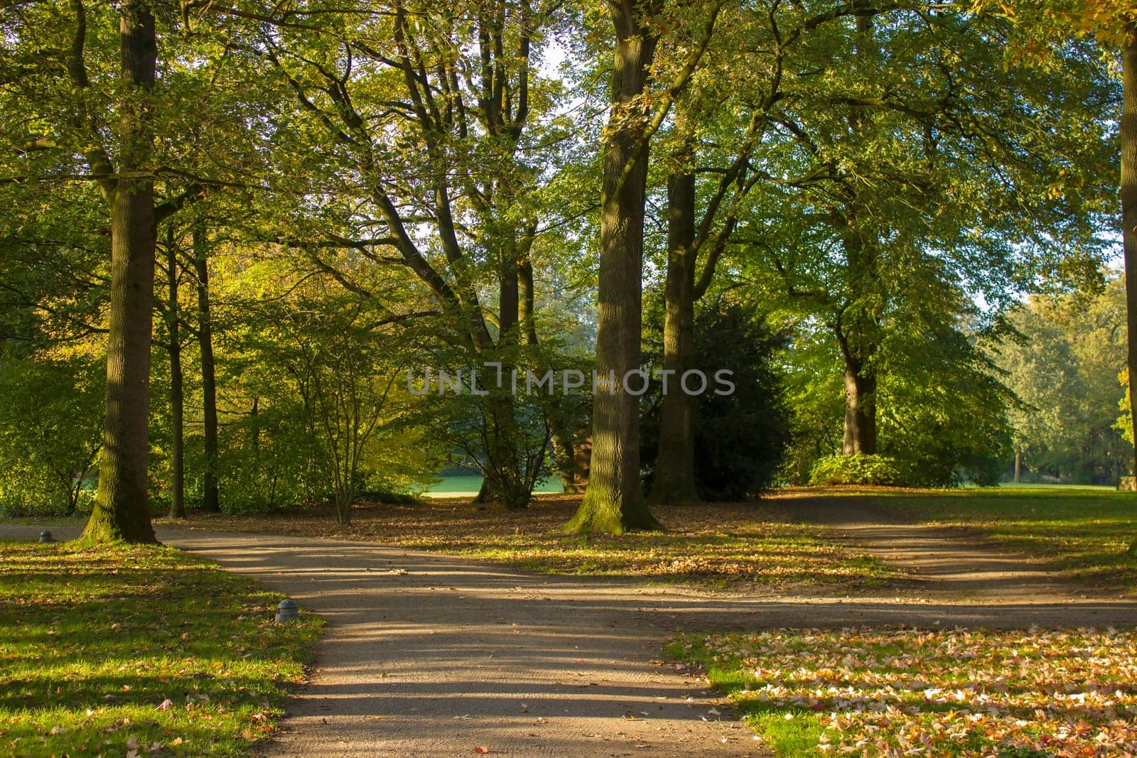 Old trees in the park, castle Moyland, Weeze, Germany